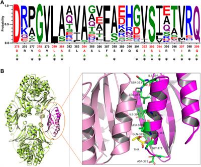 Engineering allosteric inhibition of homoserine dehydrogenase by semi-rational saturation mutagenesis screening